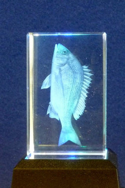 Small Yellow Croaker star-crystal-laser-blocks